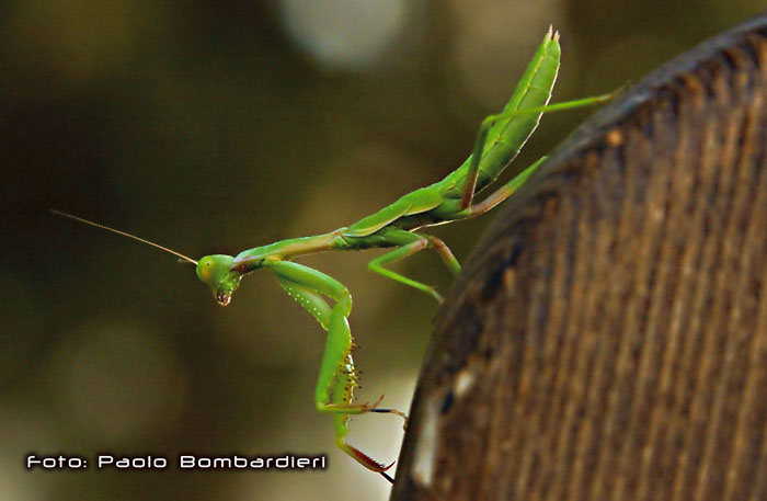 ninfa di Iris oratoria