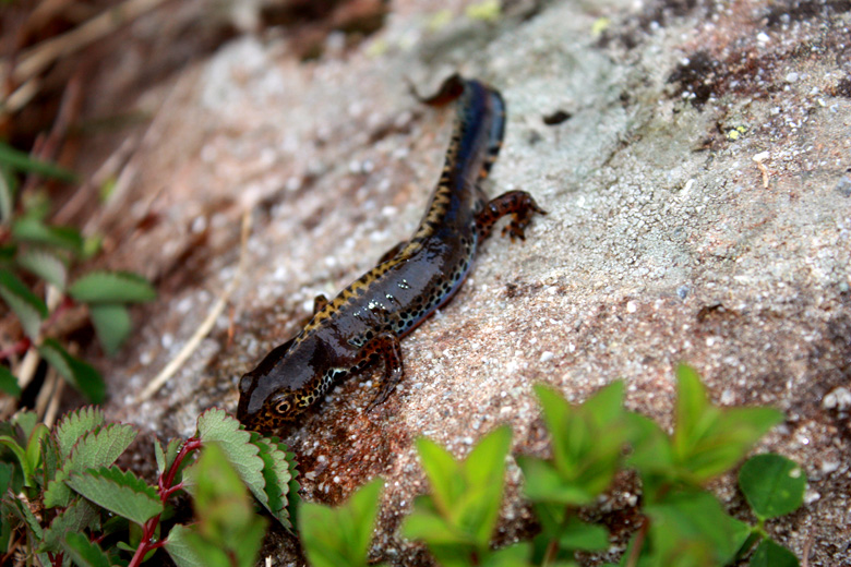 Ichthyosaura alpestris apuana