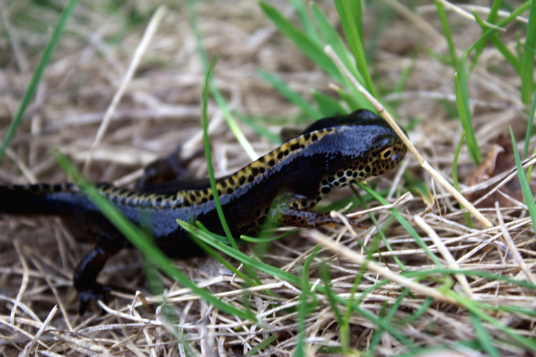 Ichthyosaura alpestris apuana
