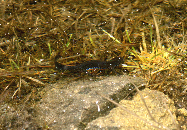 Ichthyosaura alpestris apuana