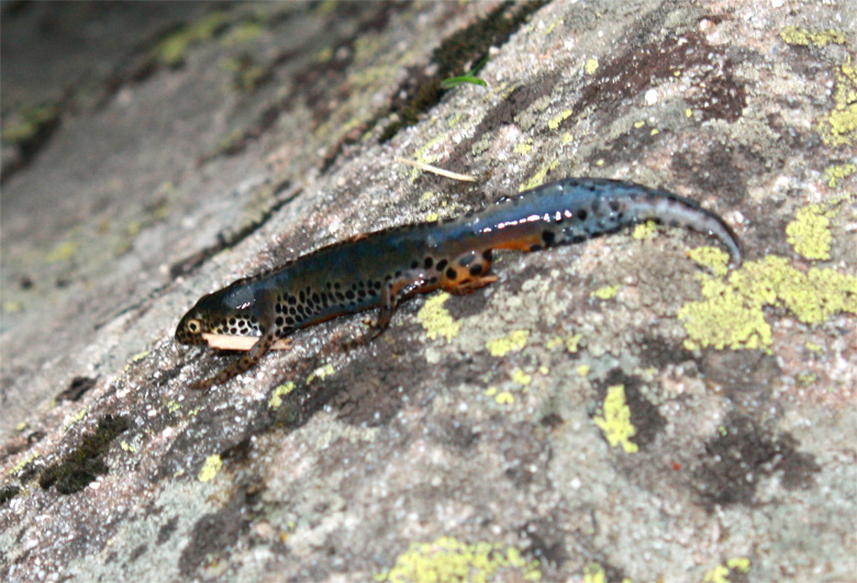 Ichthyosaura alpestris apuana
