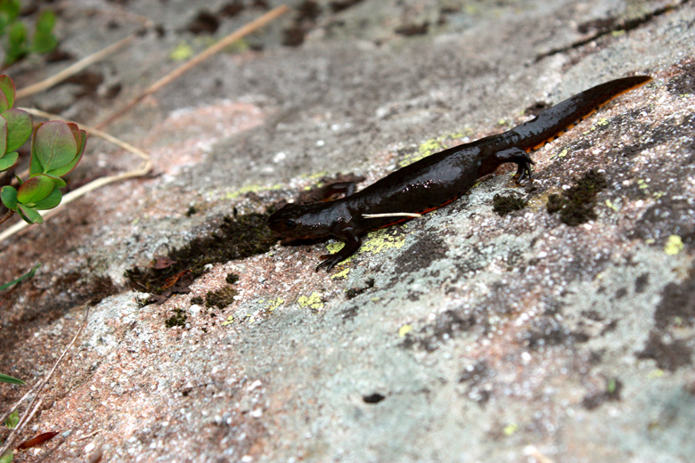 Ichthyosaura alpestris apuana
