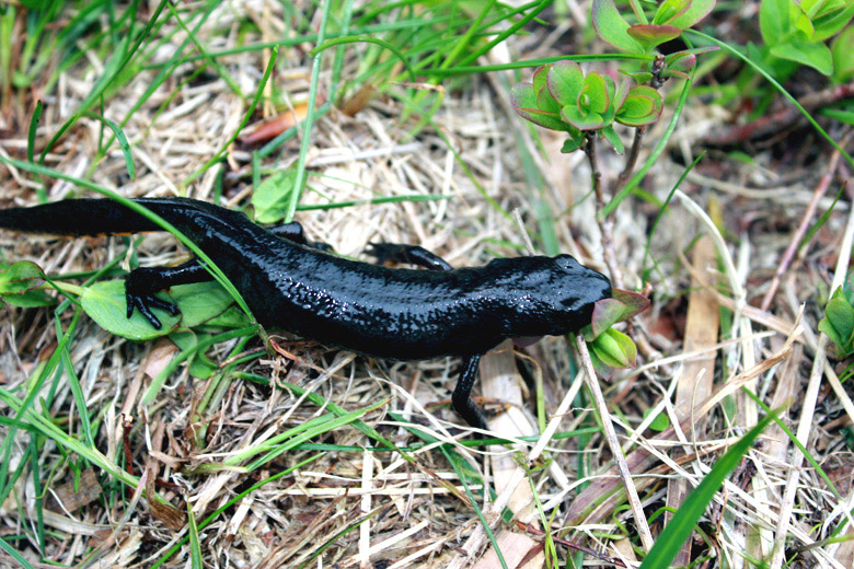 Ichthyosaura alpestris apuana