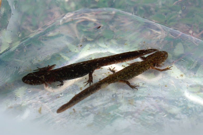 Ichthyosaura alpestris apuana