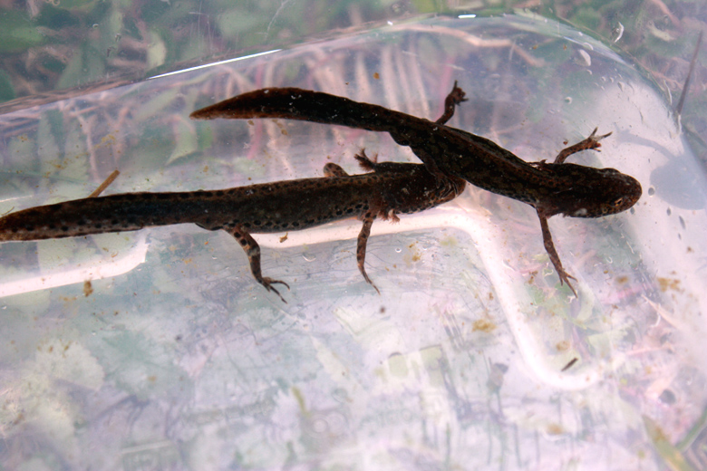 Ichthyosaura alpestris apuana