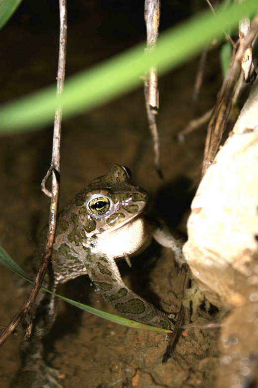 Bufo viridis? Bufotes balearicus