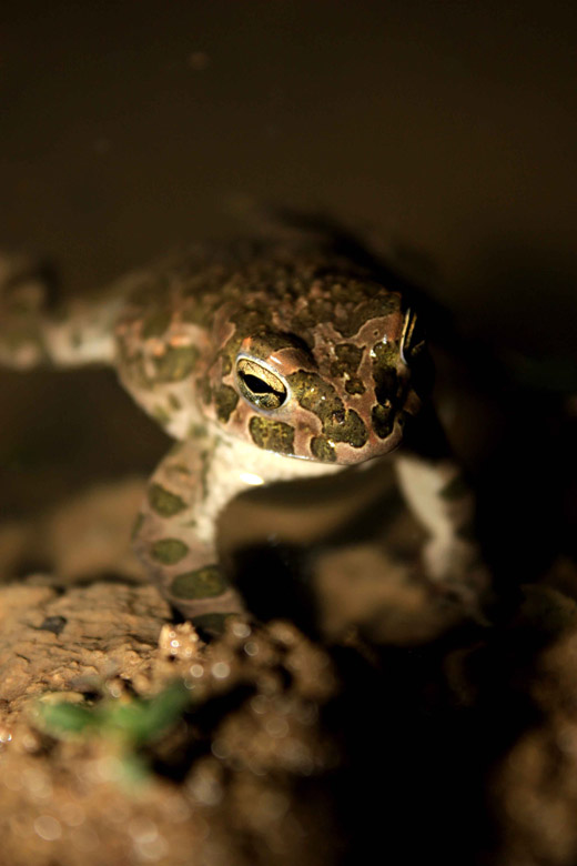 Bufo viridis? Bufotes balearicus