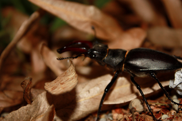 Lucanus cervus