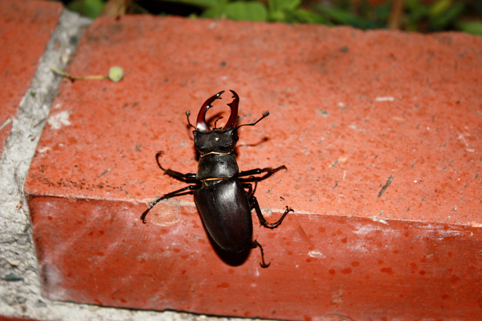 Lucanus cervus