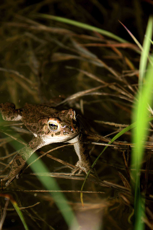 Bufo viridis? Bufotes balearicus