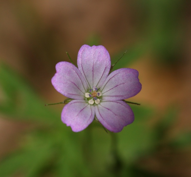 Geranium columbinum