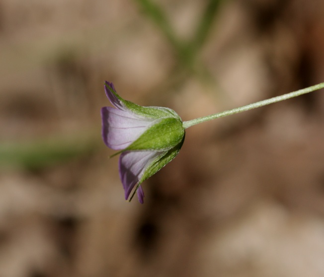 Geranium columbinum