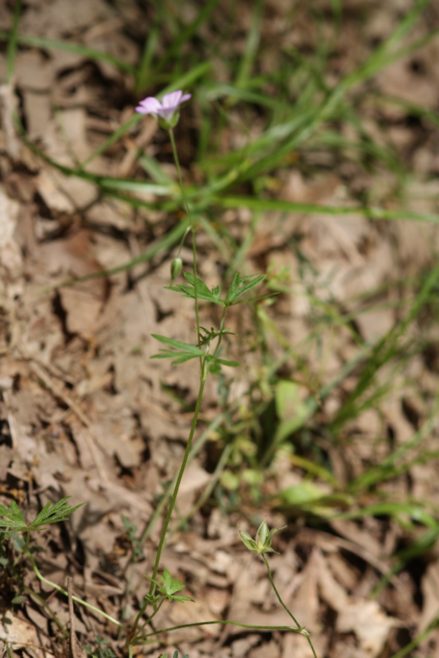 Geranium columbinum