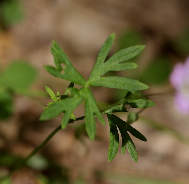 Geranium columbinum