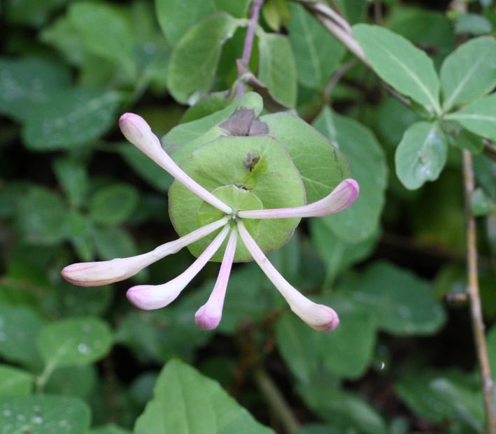 Lonicera cfr. italica