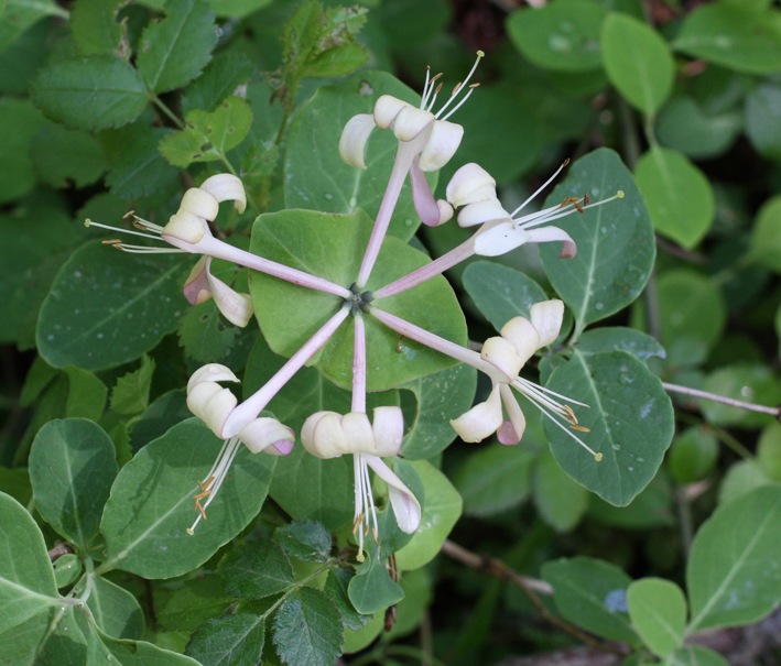 Lonicera cfr. italica