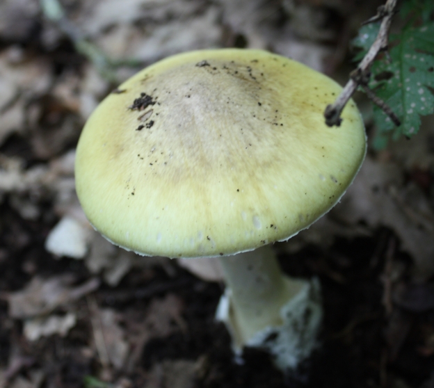 Amanita phalloides