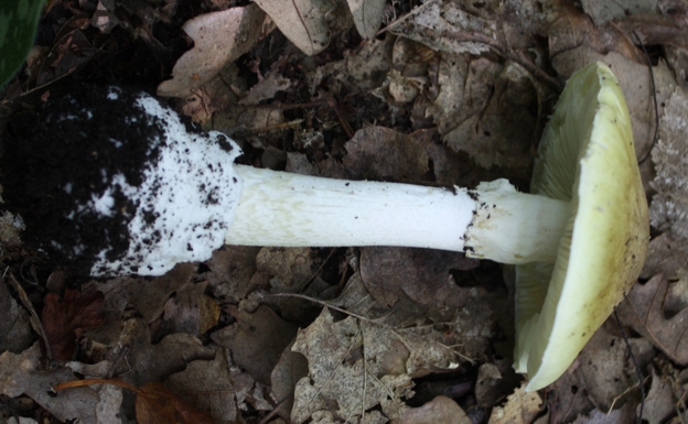 Amanita phalloides