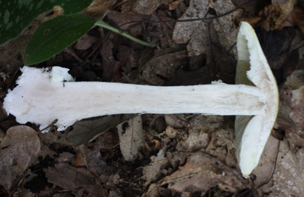 Amanita phalloides