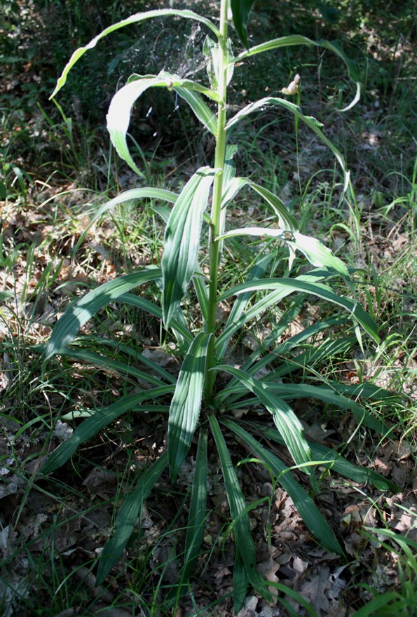 Digitalis ferruginea