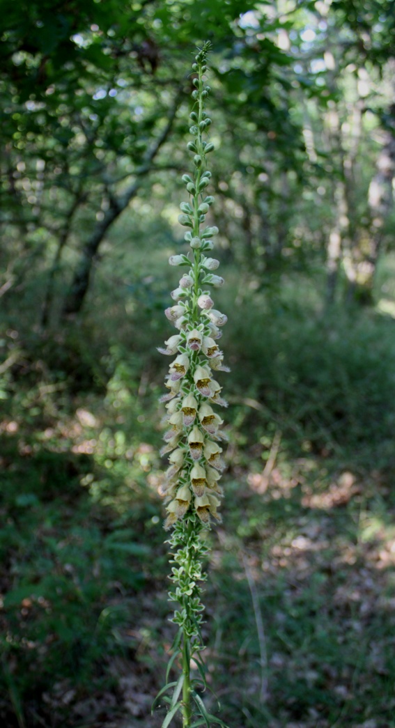Digitalis ferruginea