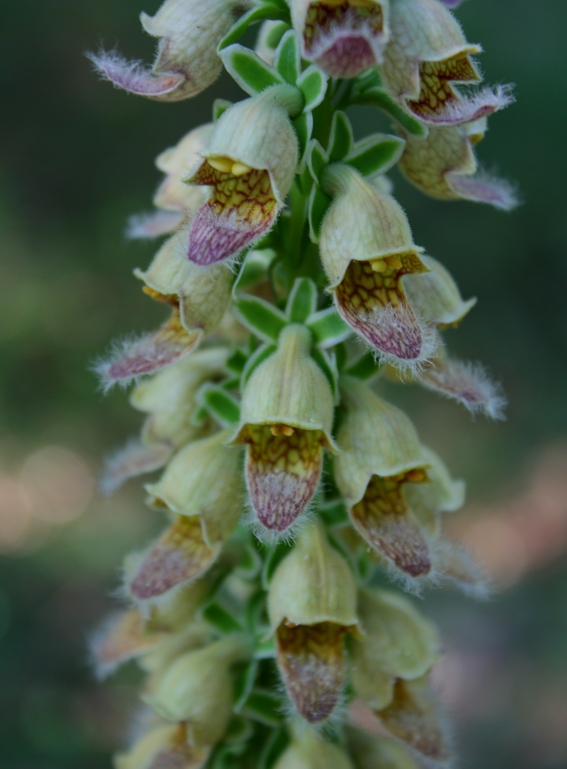 Digitalis ferruginea