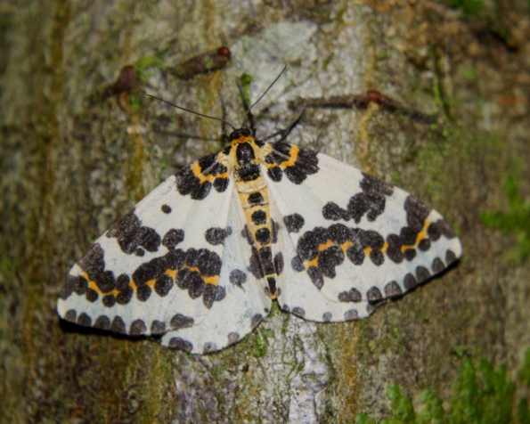 Abraxas (Abraxas) grossulariata