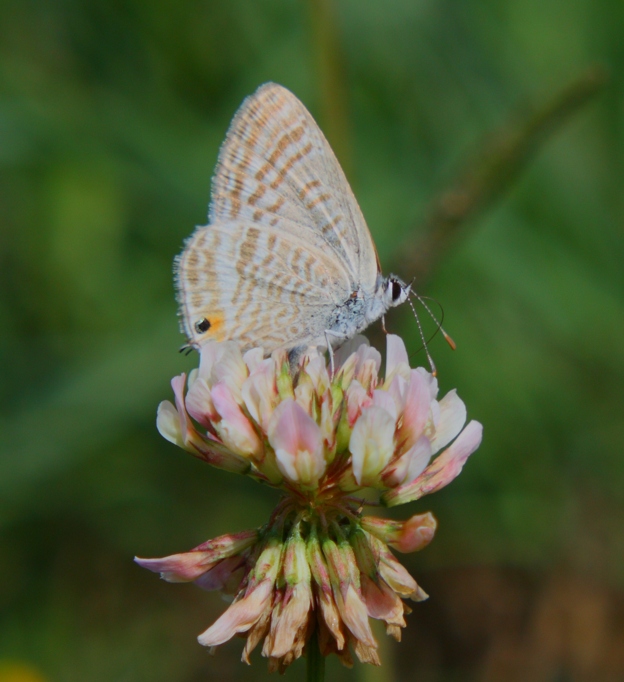 Farfalla da identificare - Lampides boeticus