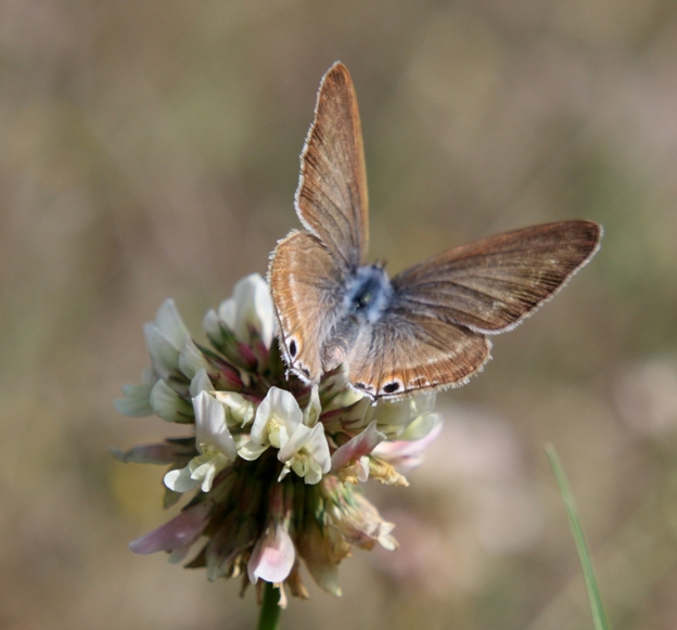 Farfalla da identificare - Lampides boeticus