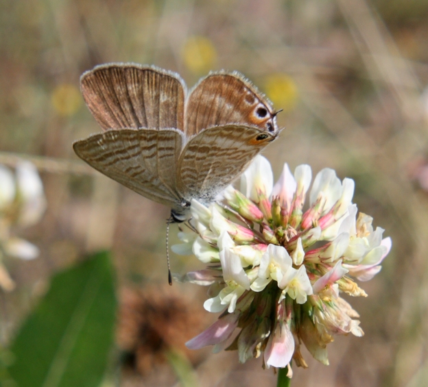 Farfalla da identificare - Lampides boeticus
