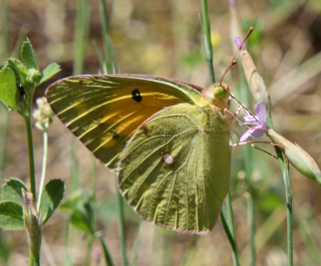 Colias crocea