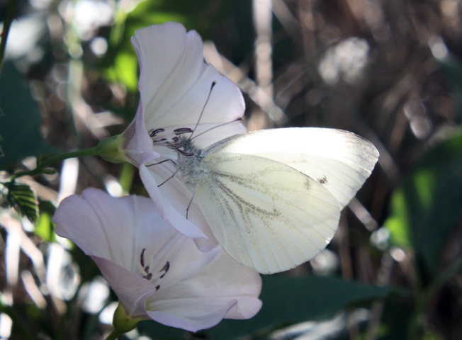 Pieris napi?