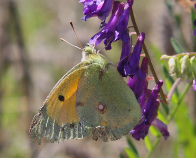 Colias crocea