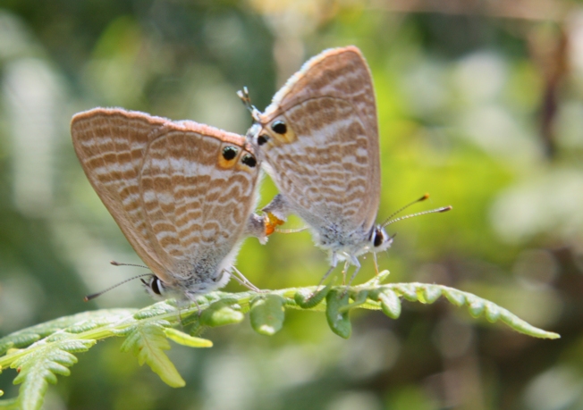 Aglais io e compagne