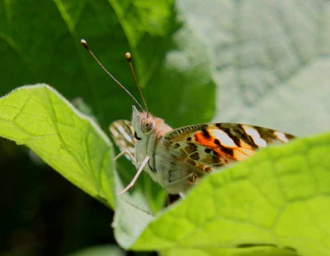 Aglais io e compagne