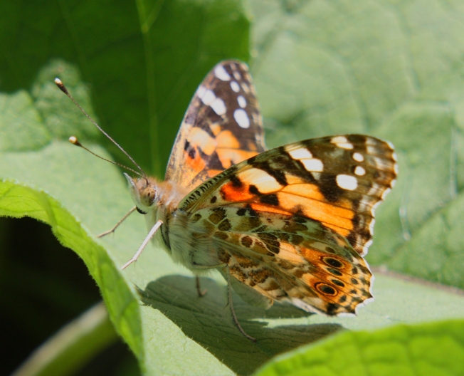 Aglais io e compagne