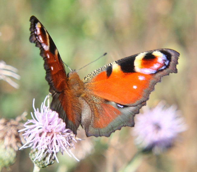 Aglais io e compagne