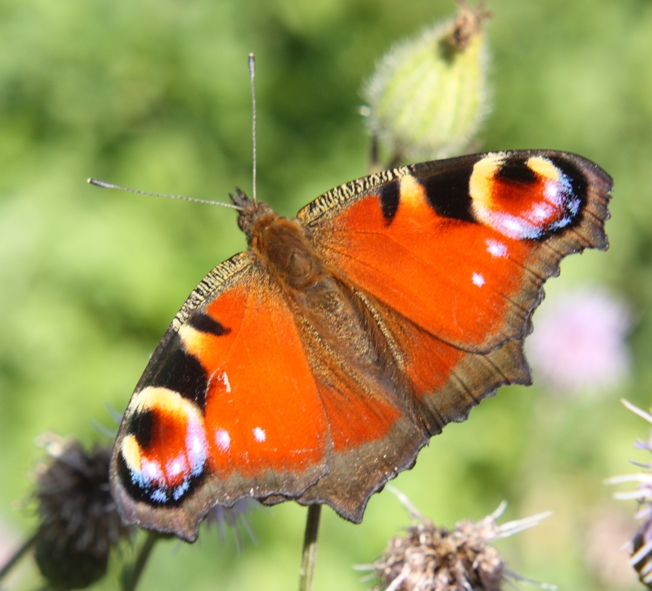 Aglais io e compagne