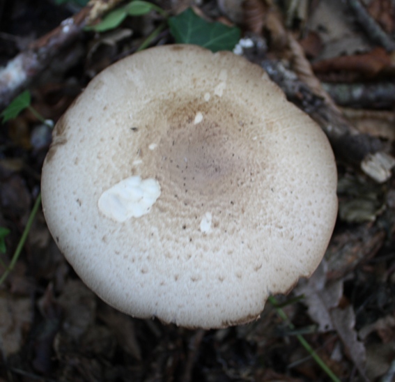 Identificazione fungo