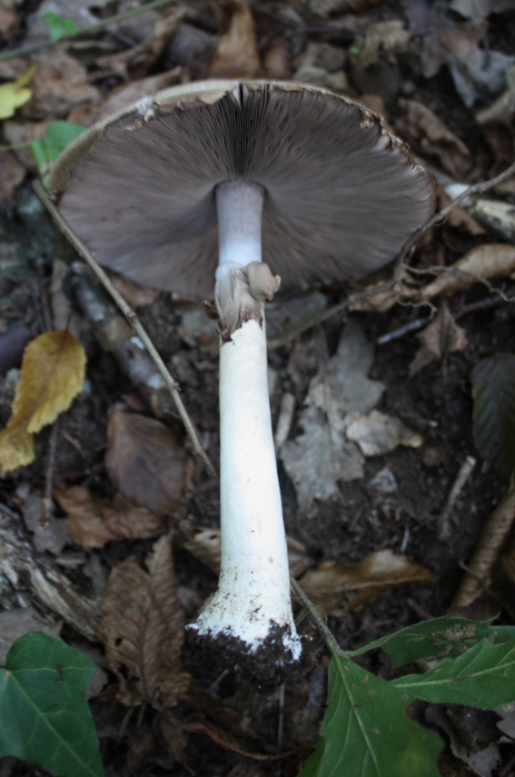 Identificazione fungo