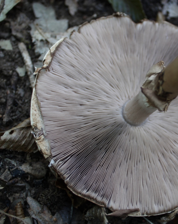 Identificazione fungo