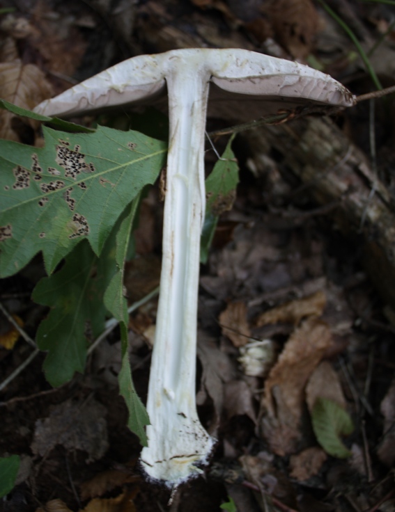 Identificazione fungo