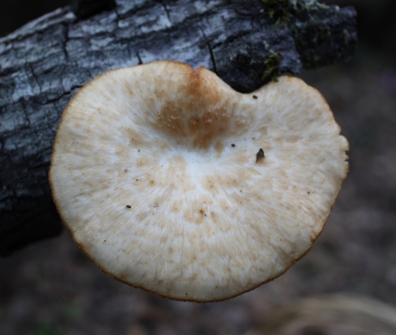 Identificazione fungo (Polyporus tuberaster)