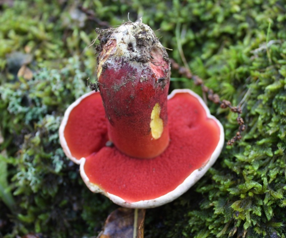 B. satanas. E'' lui?