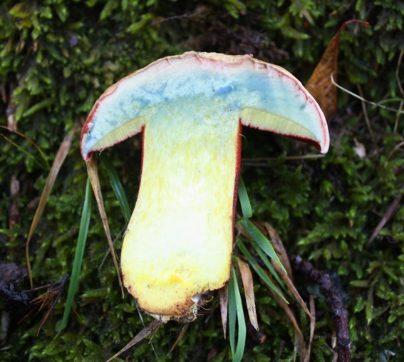 B. satanas. E'' lui?