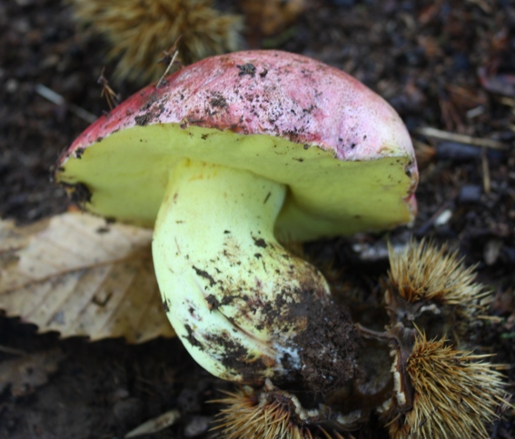 Boletus regius?