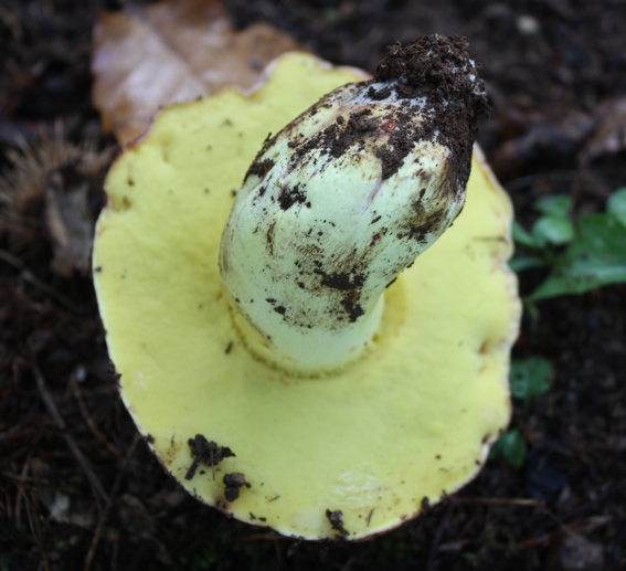 Boletus regius?