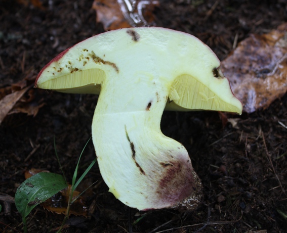 Boletus regius?