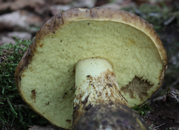 Leccinum lepidum?