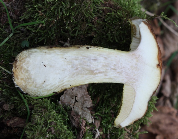 Leccinum lepidum?